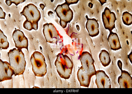 Imperial Commensal Shrimp Zenopontonia rex living on a Sea Cucumber Bohadschia argus. Previously known as Periclimenes imperator Stock Photo