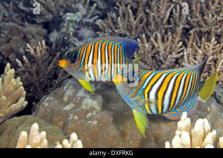 Two Regal Angelfish, Pygoplites diacanthus, swimming over coral reef. Also known as Royal Angelfish. Stock Photo