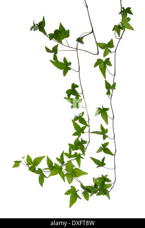 Two Green ivy (Hedera) stems isolated on white background. Creeper Ivy stem with young green leaves. Stock Photo