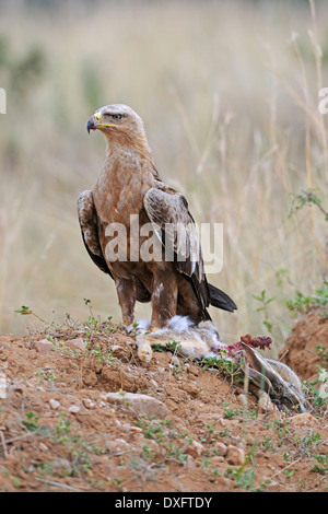 Tawny Eagle, Masai Mara National Reserve, Kenya / (Aquila rapax) Stock Photo