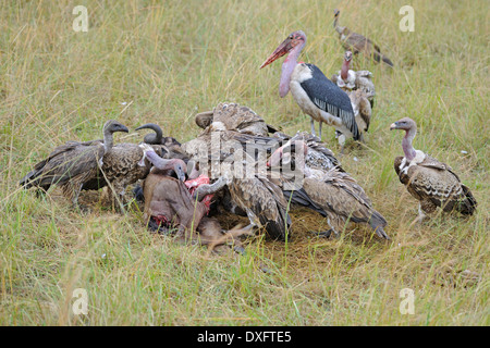 Ruppell's Vultures and Marabou Stork eating carrion Masai Mara game reserve Kenya / (Gyps rueppellii) (Leptoptilos Stock Photo