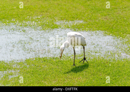 The Great Egret (Ardea alba) also known as Common Egret, Large Egret or Great White Heron, is a large, widely distributed egret. Stock Photo