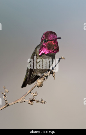 Anna's Hummingbird - Calypte anna - Adult male Stock Photo