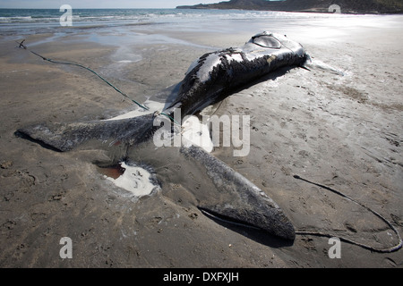 Dead Southern Right Whale lying on Beach, Eubalaena australis, Valdes Peninsula, Patagonia, Argentina Stock Photo