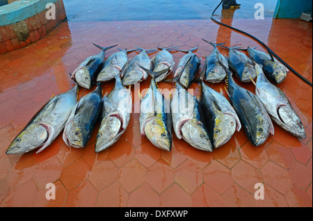 Freshly caught Yellowfin Tuna fishing port Puerto Ayora Santa Cruz Island Galapagos Islands Ecuador / (Thunnus albacares) / Stock Photo