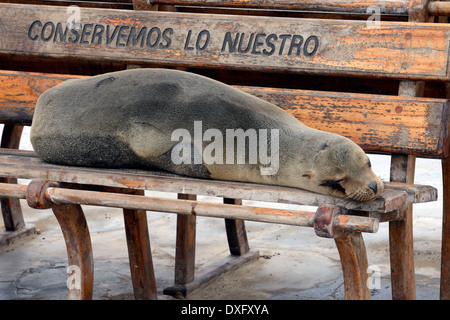 Galapagos Sea Lion on bench Puerto Baquerizo Moreno San Cristobal Island Galapagos Islands Ecuador / (Zalophus californianus Stock Photo