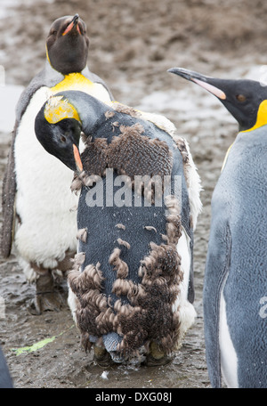 Moulting King Penguins in the world's second largest King Penguin colony on Salisbury Plain, South Georgia, Southern Ocean.
