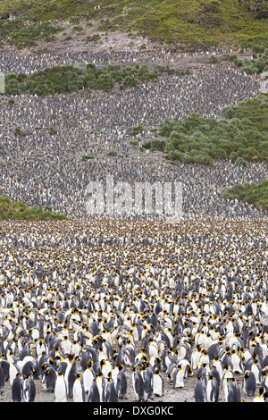 King Penguins in the world's second largest King Penguin colony on Salisbury Plain, South Georgia, Southern Ocean.