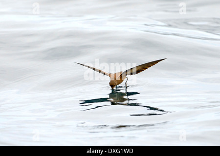 Wedge-rumped Storm Petrel, Floreana Island, Galapagos Islands, Ecuador / (Oceanodroma tethys) / Galapagos Storm Petrel Stock Photo