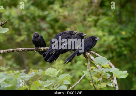 Smooth-billed Anis, Santa Cruz Island, Galapagos, Ecuador / (Crotophaga ani) Stock Photo