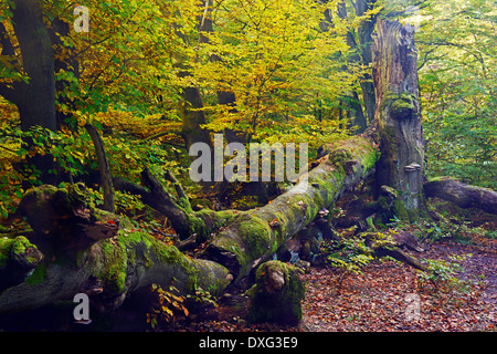 Old Beech tree, approx. 400 years old, nature reserve Primeval Forest Sababurg, Hesse, Germany / (Fagus spec.) Stock Photo