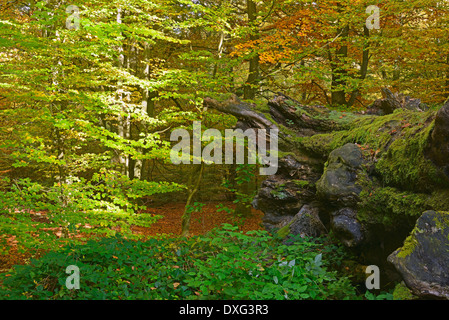 Beech trees, nature reserve Primeval Forest Sababurg, Hesse, Germany / (Fagus spec.) Stock Photo