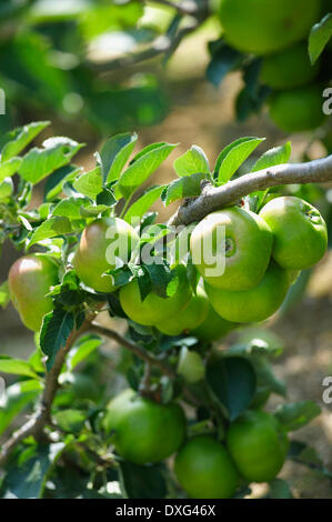 Apples Growing On Tree In Orchard Stock Photo