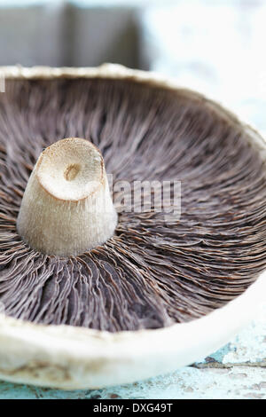 Underside Of Wild Mushroom On Wooden Surface Stock Photo