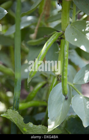 Close Up Of Broad Beans Growing In Garden Stock Photo