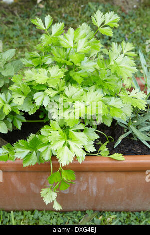 Herbs Growing In Terracotta Pot Stock Photo