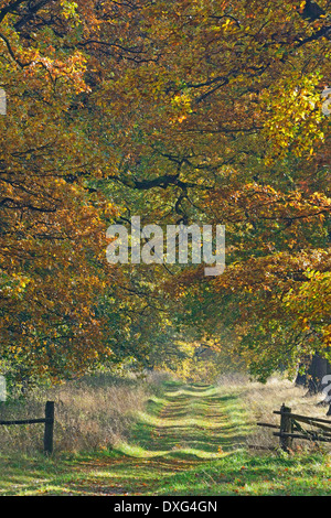 Oak-lined avenue, old Oaks,Hesse, Germany / (Quercus spec.) Stock Photo
