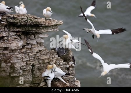 Gannet colony (Morus bassanns) at Bempton Cliffs on the North Yorkshire coast in the United Kingdom. Stock Photo