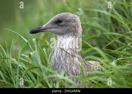 Juvenile Herring Gull (Larus argentatus) North Yorkshire coast in the United Kingdom Stock Photo