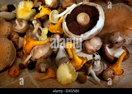 A selection of edible mushrooms Stock Photo