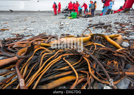 Seaweed in Fortuna Bay on South Georgia in the Southern Ocean. Stock Photo