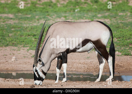 Gemsbok (Oryx gazella) at a waterhole, Kgalagadi Transfrontier Park, Northern Cape, South Africa Stock Photo