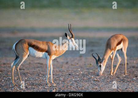 Springboks (Antidorcas marsupialis), Kgalagadi Transfrontier Park, Northern Cape, South Africa Stock Photo