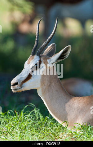 Female Springbok (Antidorcas marsupialis), Kgalagadi Transfrontier Park, Northern Cape, South Africa Stock Photo
