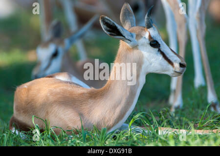 Young Springbok (Antidorcas marsupialis) lying in the grass, Kgalagadi Transfrontier Park, Northern Cape, South Africa Stock Photo