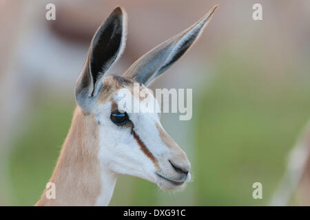 Young Springbok (Antidorcas marsupialis), Kgalagadi Transfrontier Park, Northern Cape, South Africa Stock Photo