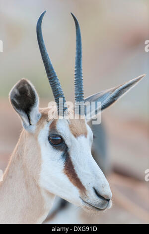 Female Springbok (Antidorcas marsupialis), Kgalagadi Transfrontier Park, Northern Cape, South Africa Stock Photo