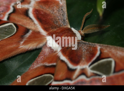 Atlas moth (Attacus atlas) close-up Stock Photo