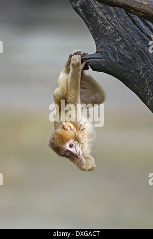 Young Barbary Macaque (Macaca sylvanus) North Africa Stock Photo