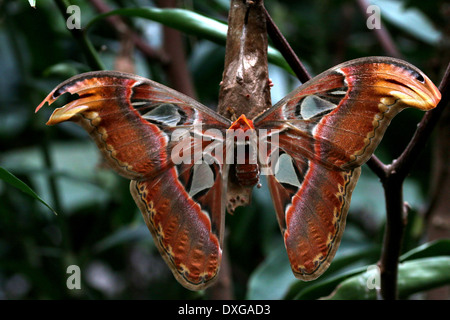 Atlas moth (Attacus atlas) close-up Stock Photo