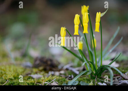 Cyclamen-flowered Daffodil (Narcissus cyclamineus), Emsland region, Lower Saxony, Germany Stock Photo