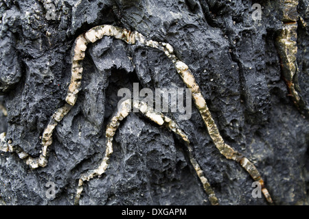 Close up of quartz lines in black metamorphic rock of Rhinns Complex, Saligo Bay, Isle of Islay, Scotland Stock Photo