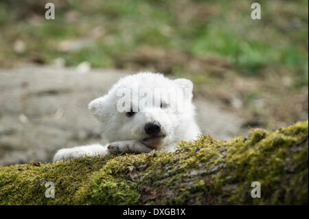 Polar Bear (Ursus maritimus), young, about 3 months, Hellabrunn Zoo, Munich, Upper Bavaria, Bavaria, Germany Stock Photo