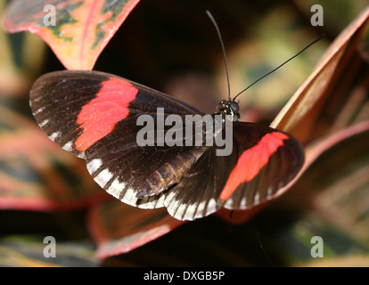 Postman Butterfly or Common Postman (Heliconius melpomene), 20 images in various hybrid forms, here with piano key edging Stock Photo