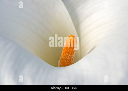 Lily of the Nile, Calla Lily, Arum Lily (Zantedeschia aethiopica), South Africa Stock Photo