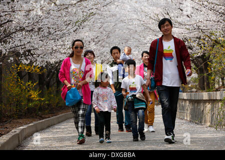 Binzhou, China's Shandong Province. 26th Mar, 2014. Tourists view cherry blossoms on the Cherry Mountain in Zouping County of Binzhou City, east China's Shandong Province, March 26, 2014. The beautiful cherry blossoms here attracted many tourists to come outdoors to view the scenery. © Zhang Hongxia/Xinhua/Alamy Live News Stock Photo