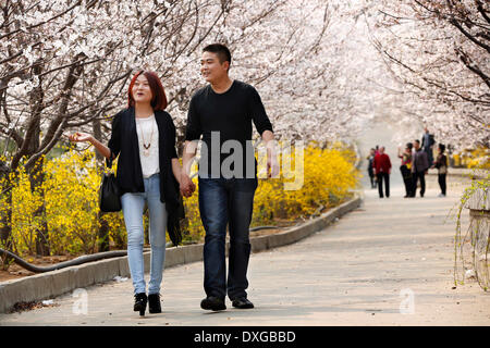 Binzhou, China's Shandong Province. 26th Mar, 2014. Tourists view cherry blossoms on the Cherry Mountain in Zouping County of Binzhou City, east China's Shandong Province, March 26, 2014. The beautiful cherry blossoms here attracted many tourists to come outdoors to view the scenery. © Zhang Hongxia/Xinhua/Alamy Live News Stock Photo