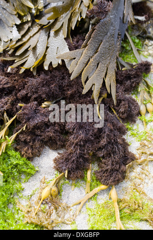 Toothed Wrack (Fucus serratus) and Hornweed (Ceramium sp.), Islay, Scotland Stock Photo