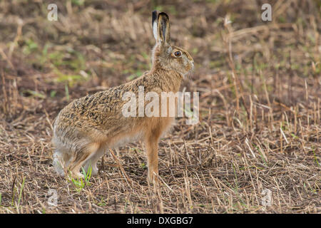 Hare (Lepus europaeus), Upper Austria, Austria Stock Photo