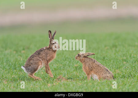 Hares (Lepus europaeus), Upper Austria, Austria Stock Photo