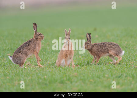 Hares (Lepus europaeus), Upper Austria, Austria Stock Photo