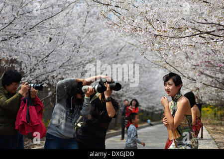 Binzhou, China's Shandong Province. 26th Mar, 2014. A model poses for photos with cherry blossoms on the Cherry Mountain in Zouping County of Binzhou City, east China's Shandong Province, March 26, 2014. The beautiful cherry blossoms here attracted many tourists to come outdoors to view the scenery. © Dong Naide/Xinhua/Alamy Live News Stock Photo