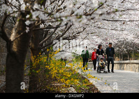 Binzhou, China's Shandong Province. 26th Mar, 2014. Tourists view cherry blossoms on the Cherry Mountain in Zouping County of Binzhou City, east China's Shandong Province, March 26, 2014. The beautiful cherry blossoms here attracted many tourists to come outdoors to view the scenery. © Sun Shubao/Xinhua/Alamy Live News Stock Photo
