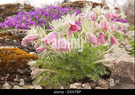 Pulsatilla vulgaris little low plum flowers treasured garden plant Barton's Pink with quarry stone chippings Stock Photo