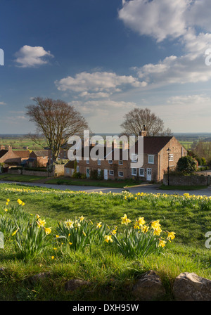 Crayke village daffodils in North Yorkshire. Stock Photo