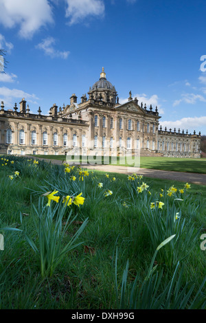 Daffodils at Castle Howard in North Yorkshire Stock Photo